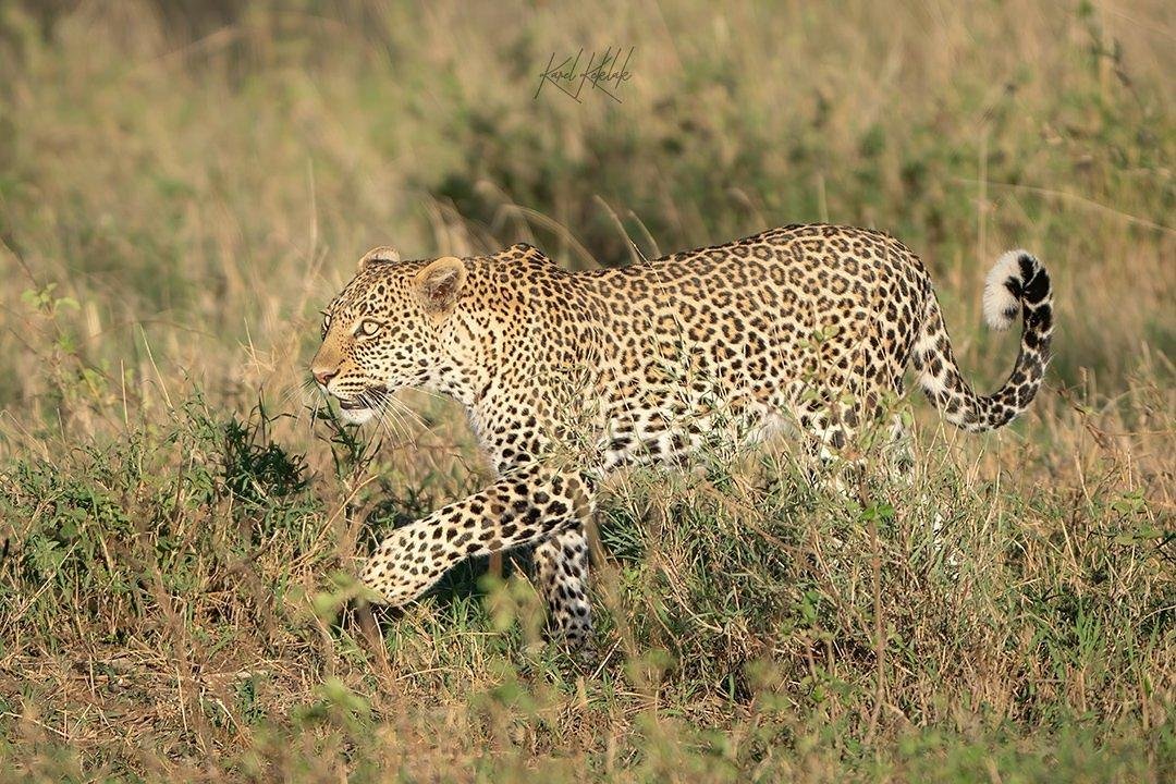 Esperienza di 5 giorni in Tanzania: Serengeti, Tarangire, Ngorongoro e Lago Manyara - Da Lake Manyara al Parco Nazionale del Serengeti - 4e14bfb7f15e05fa35bb4ac8a5c98c22