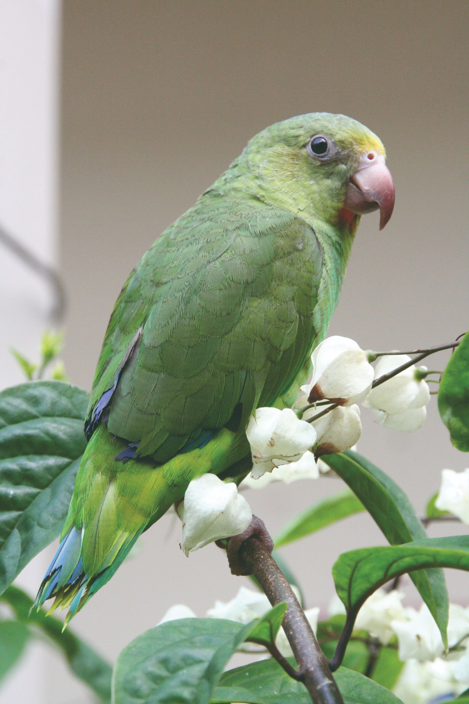 Luna de miel ecuatorial - Secretos amazónicos - Secrets amazoniens