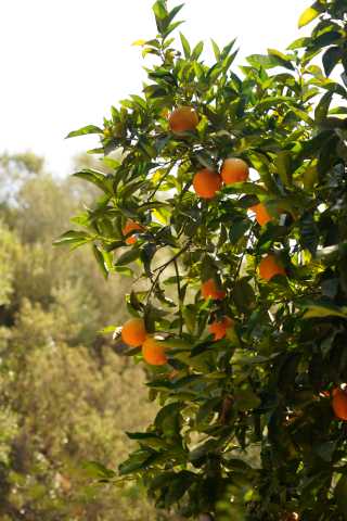 Kreta: eine Woche Kultur und Lebensart auf kretische Art