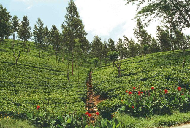 Romantisch uitje in Sri Lanka