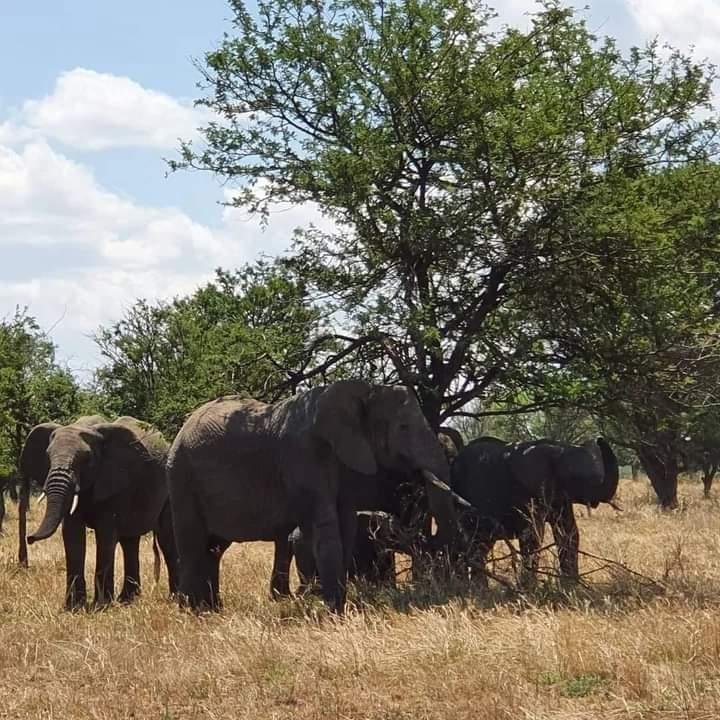 Safari de 4 jours à la réserve de Selous - Selous Game Reserve - Selous Game Reserve
