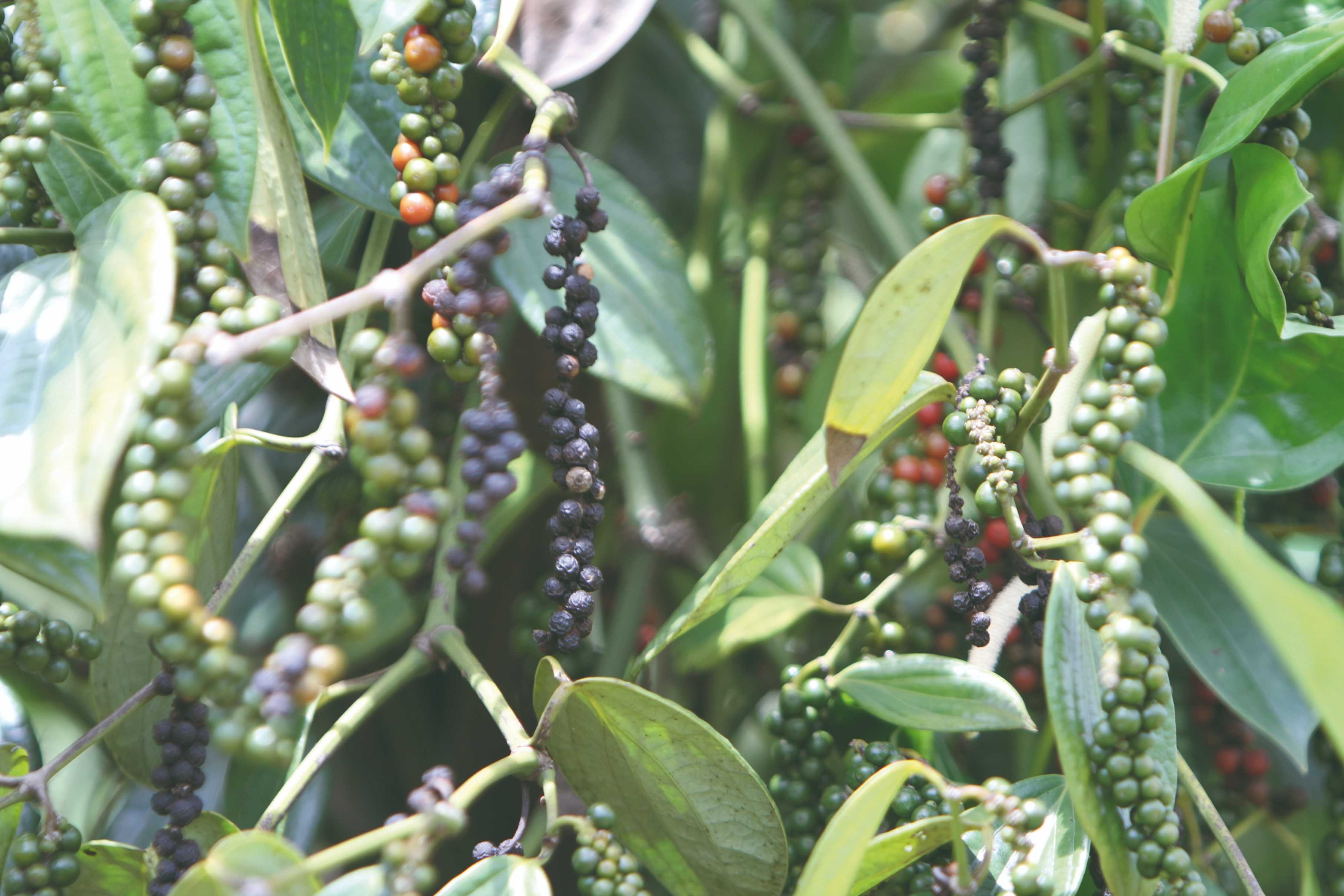 Immersion au cœur du Cambodge - Kampot et la plantation de poivre - Kampot et la plantation de poivre