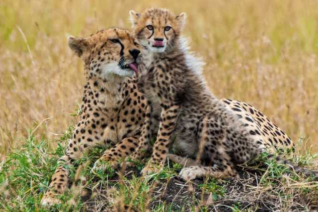 5-Day Amboseli & Tsavo National Parks Safari