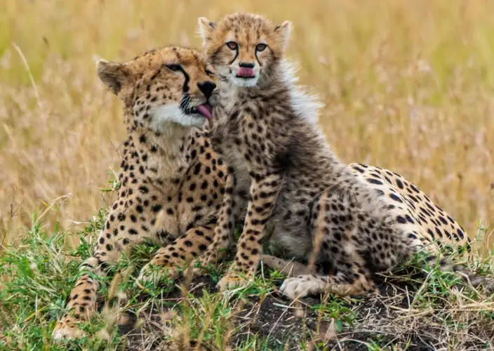 5-Day Amboseli & Tsavo National Parks Safari - Tsavo East National Park - Photo of the day