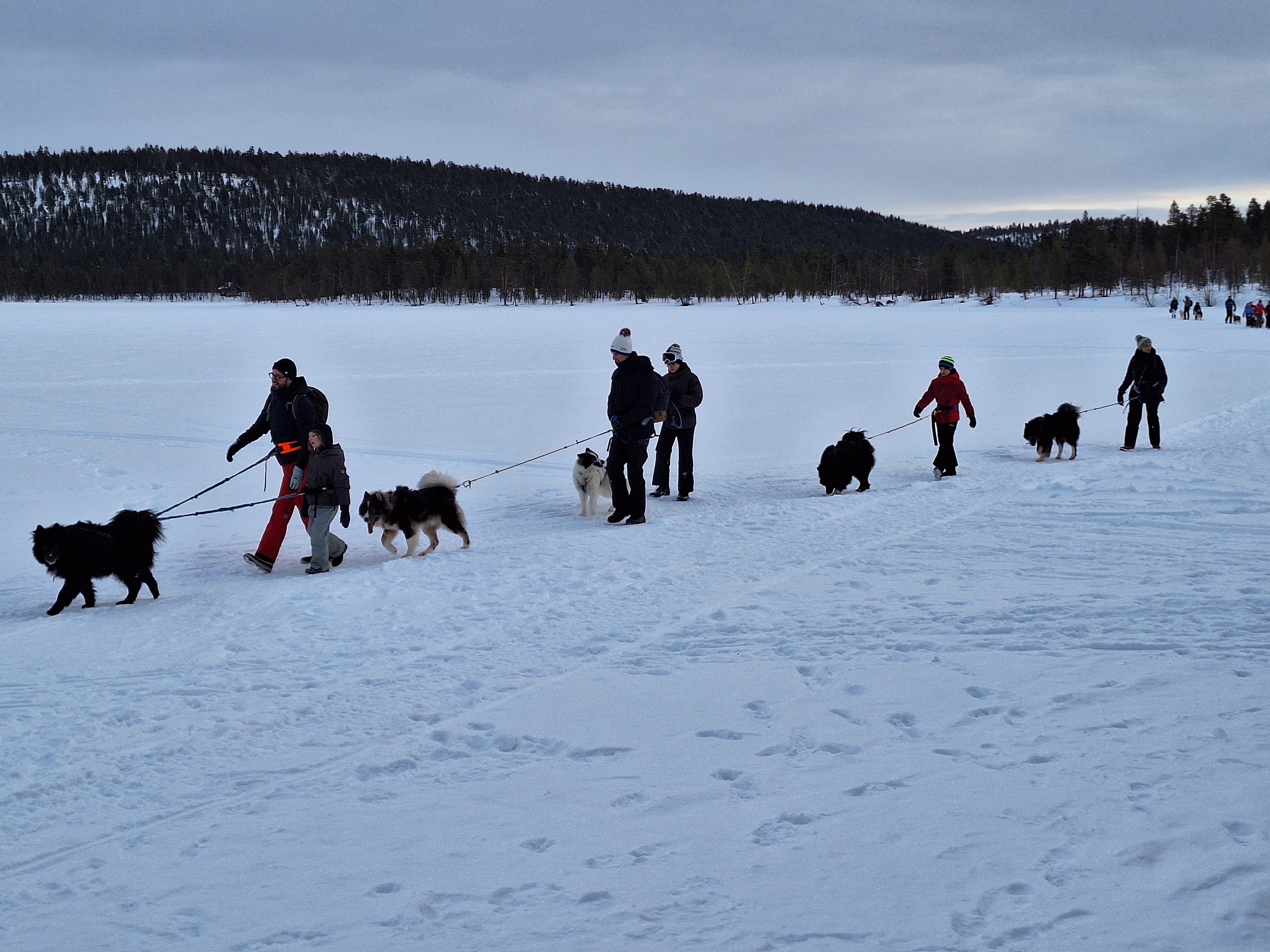 Estadia em família na Lapónia finlandesa - Cani-caminhada & noite nórdica - Foto do dia