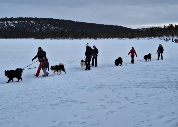Estadia em família na Lapónia finlandesa - Cani-caminhada & noite nórdica - Foto do dia