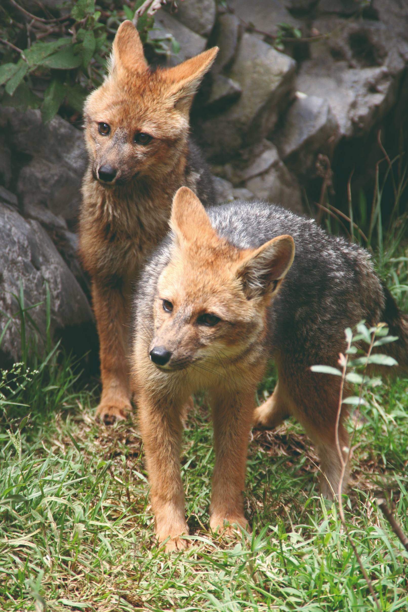 Luna de miel ecuatorial - Trekking al volcán Sierra Negra - Trek au volcan Sierra Negra