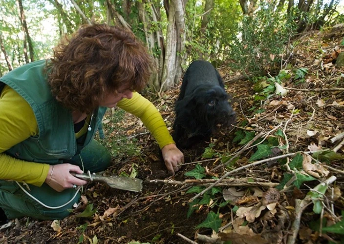 Vivre la Croatie - Poreč et présentation de la cueillette des truffes avec dégustation chez une famille de truffiers dans un village perché d’Istrie - nuitée dans un village du massif du Gorski Kotar. - Tartufi
