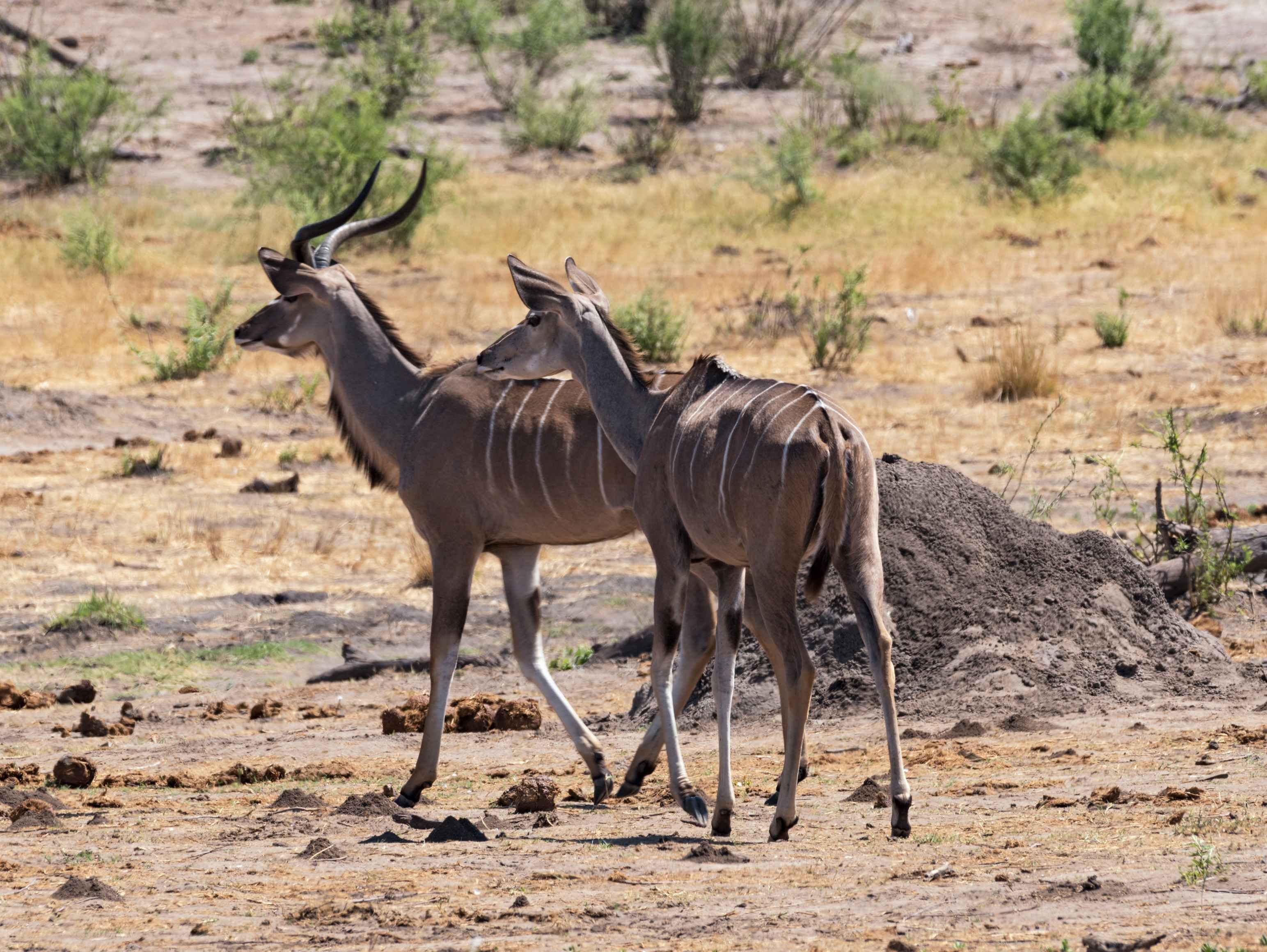 L'essence de Namibie - ETOSHA NATIONAL PARK - ETOSHA NATIONAL PARK
