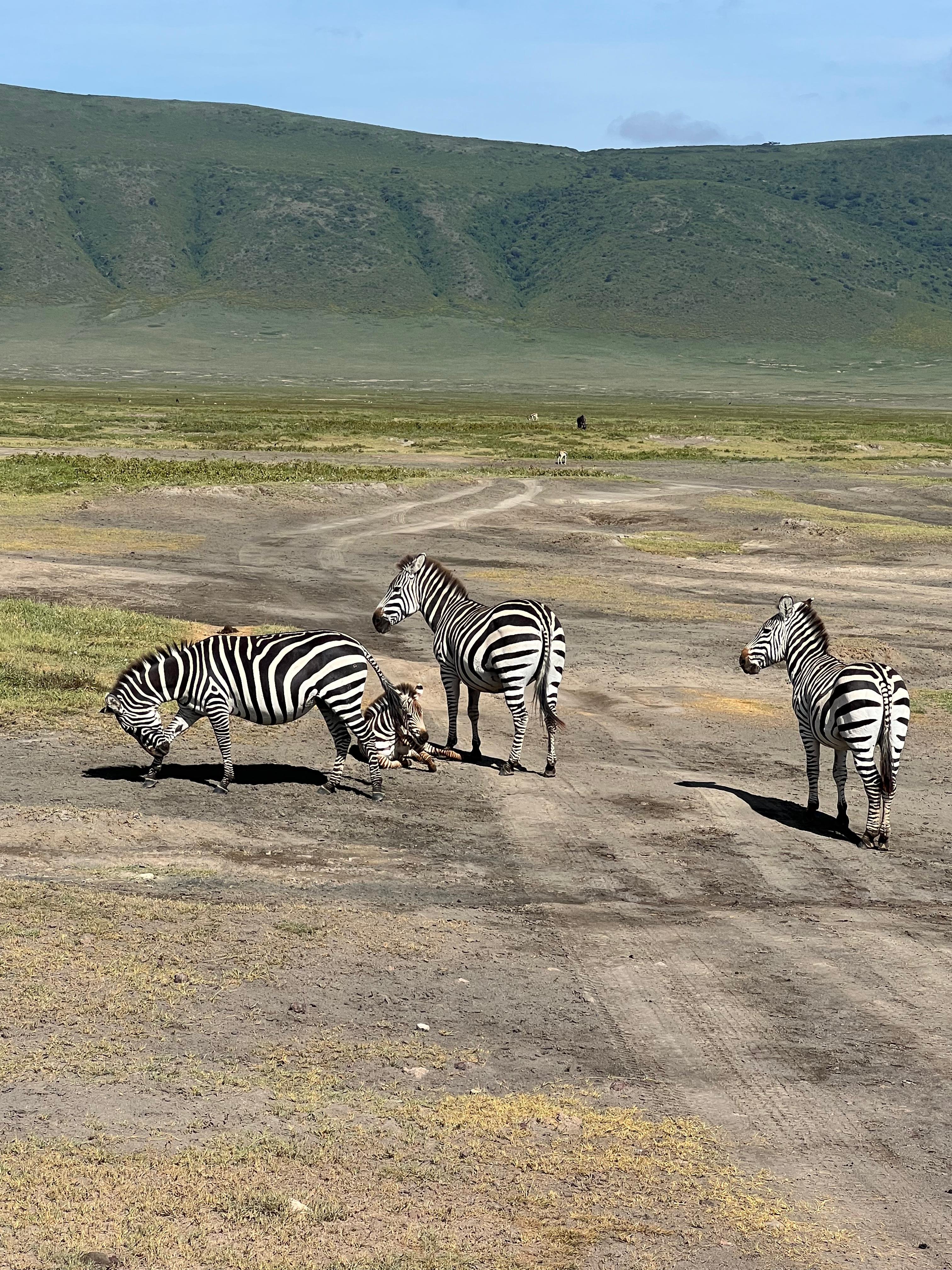 The Signature Luxury Safari Experience - Karatu to Lake Manyara National Park - Photo of the day