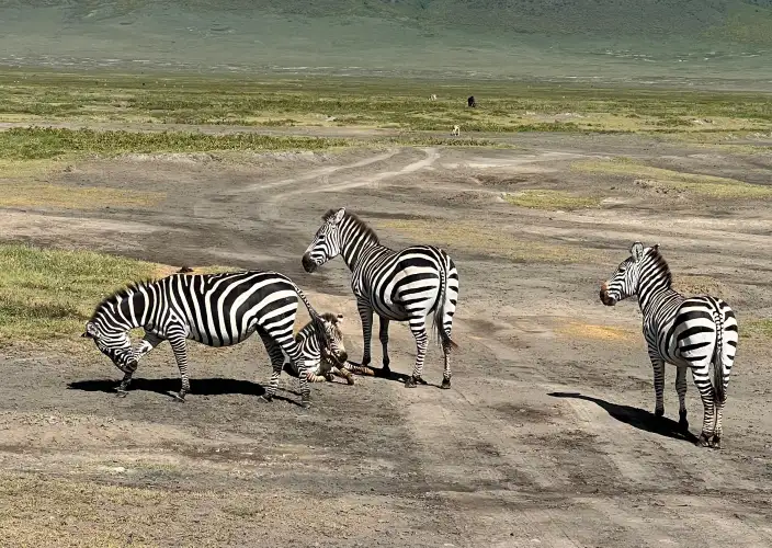 The Signature Luxury Safari Experience - Karatu to Lake Manyara National Park - Photo of the day