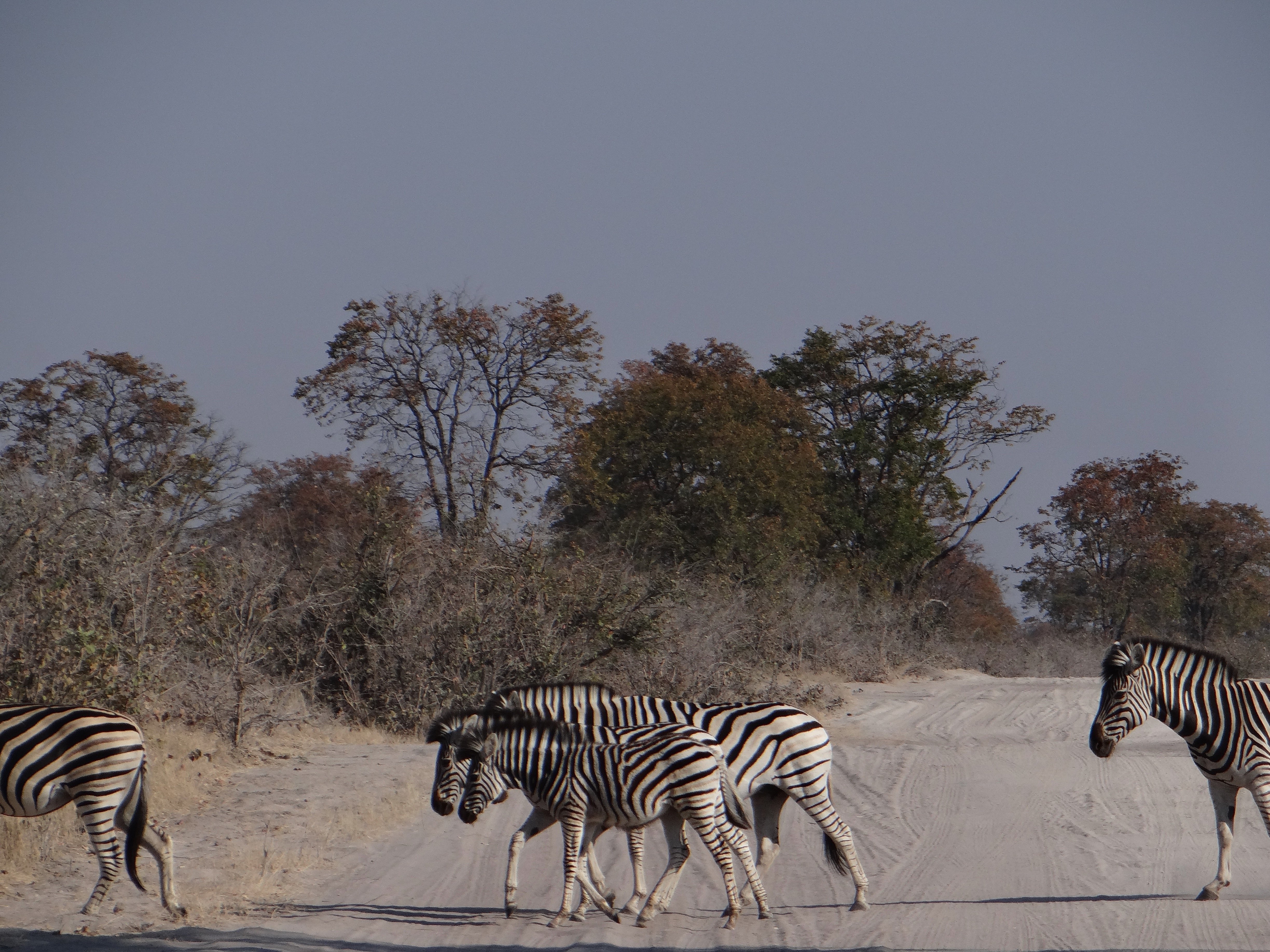 Botsuana visto desde el cielo - Descubrimiento de la región de Khwai - Foto del día