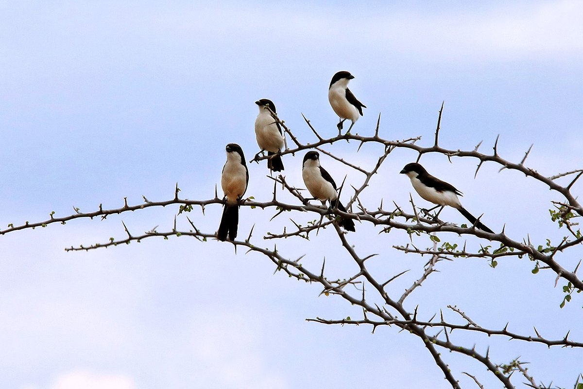 Birdwatching safari - Mkomazi National Park - Pie-grieche à longue queue