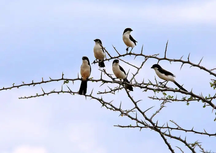 Safari de observación de aves - Parque nacional de Mkomazi - Pie-grieche à longue queue