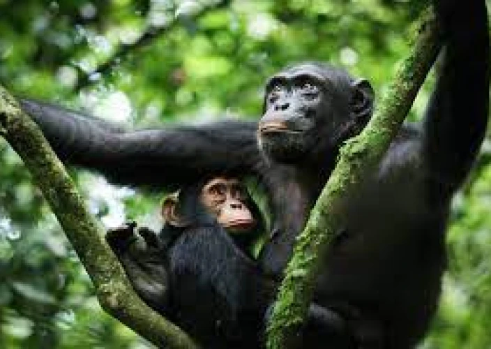 14-Day Grand Uganda Safari Experience - Morning game drive in Queen Elizabeth NP – Kibale Forest - Photo of the day