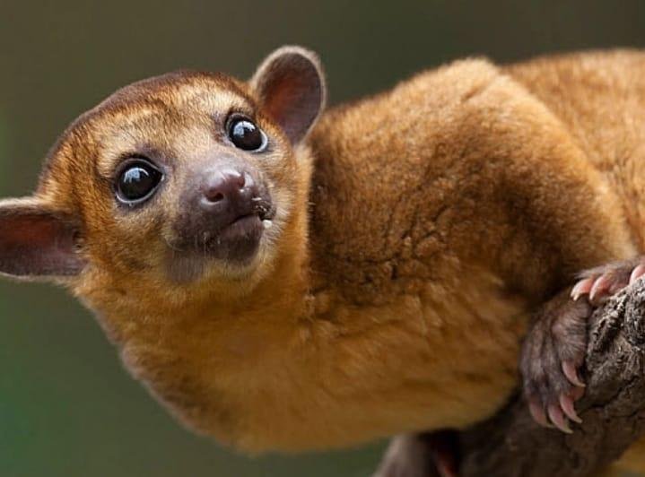 Fauna, flora e relax – un soggiorno vario ed economico - Riserva naturale di Monteverde - Réserve naturelle de Monteverde