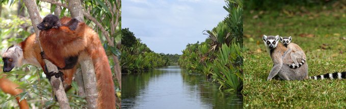 Circuit Est - Andasibe et Ankanin'ny Nofy - Antananarivo - Andasibe - Antananarivo - Andasibe