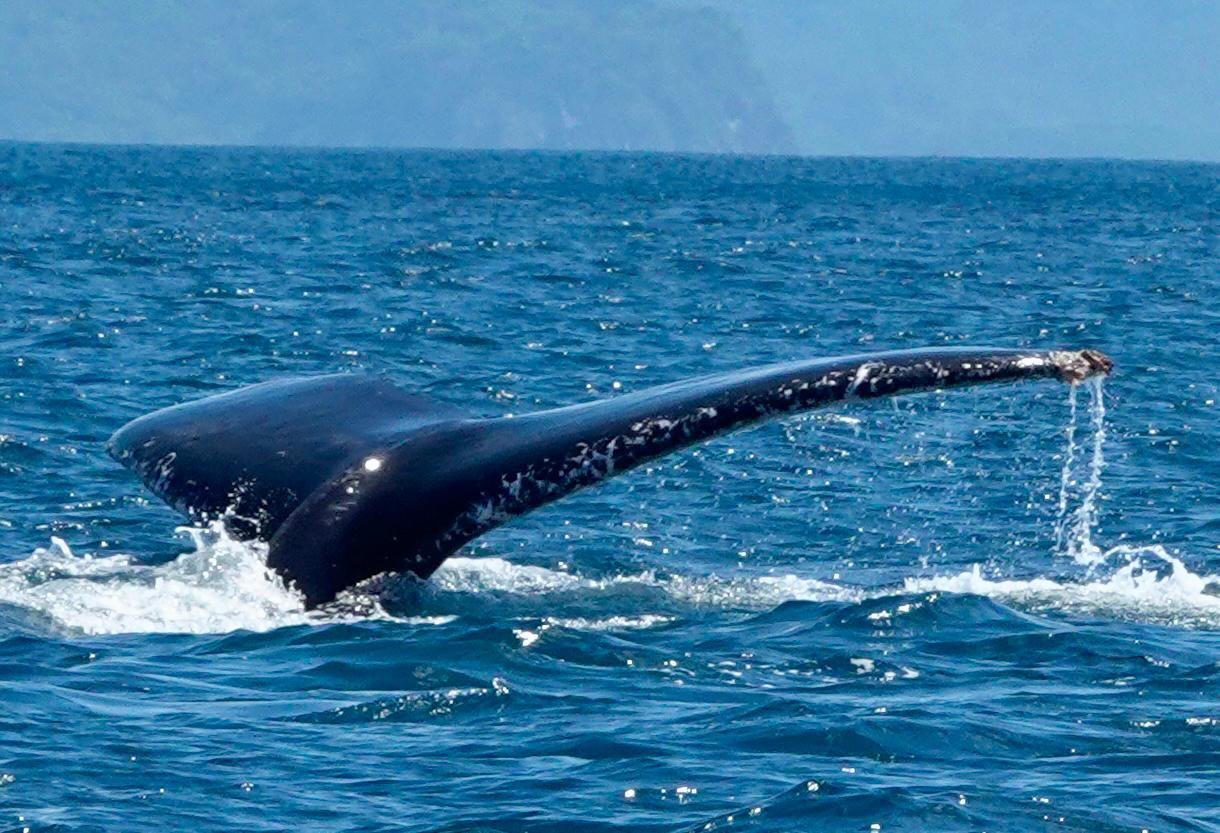 Fauna, flora e relax – un soggiorno vario ed economico - I parchi nazionali di Manuel Antonio e di Uvita - Les parcs nationaux de Manuel Antonio et de Uvita