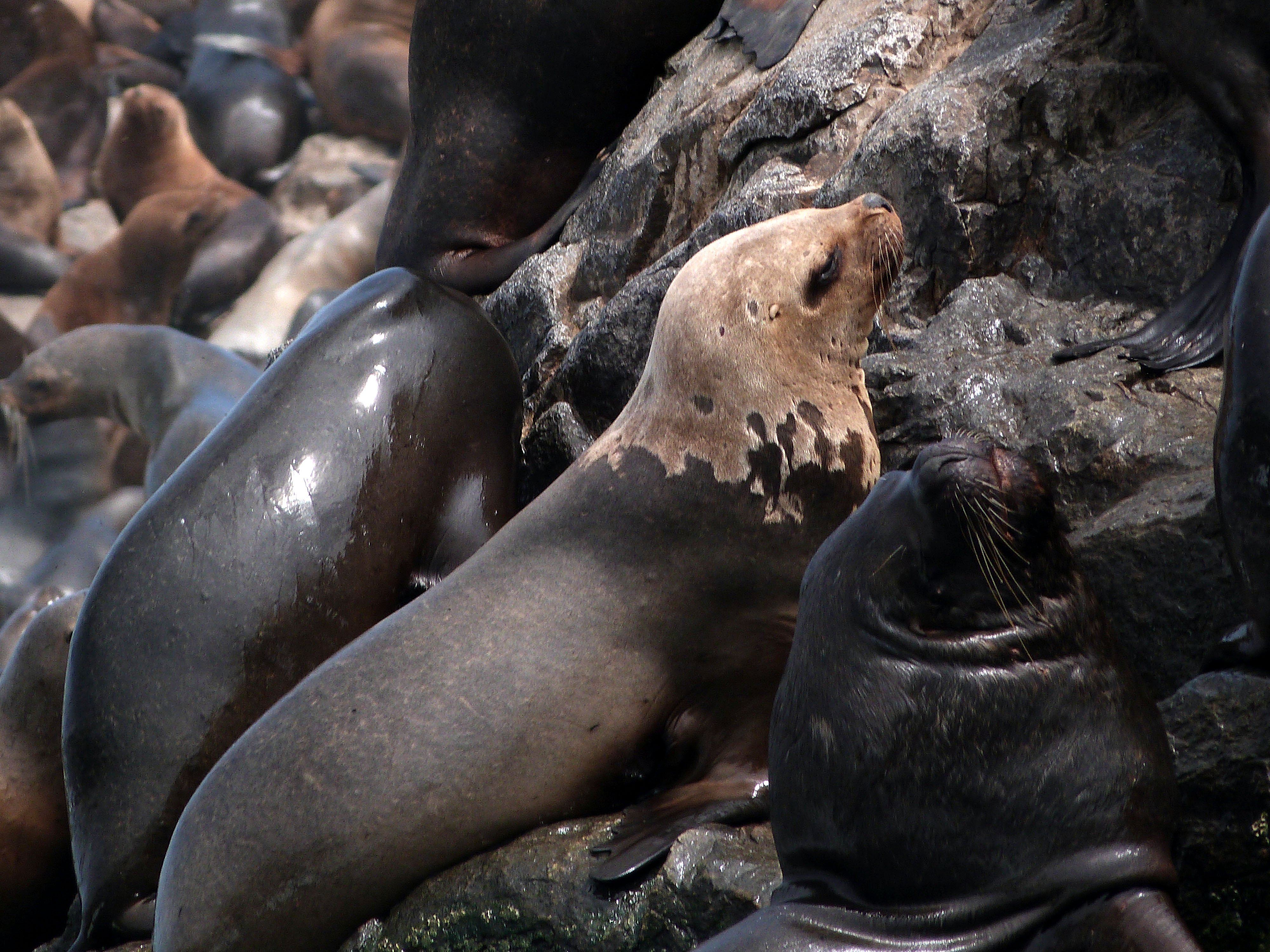 Sul do Peru - Ilhas Palomino - Centro histórico de Lima - Foto do dia