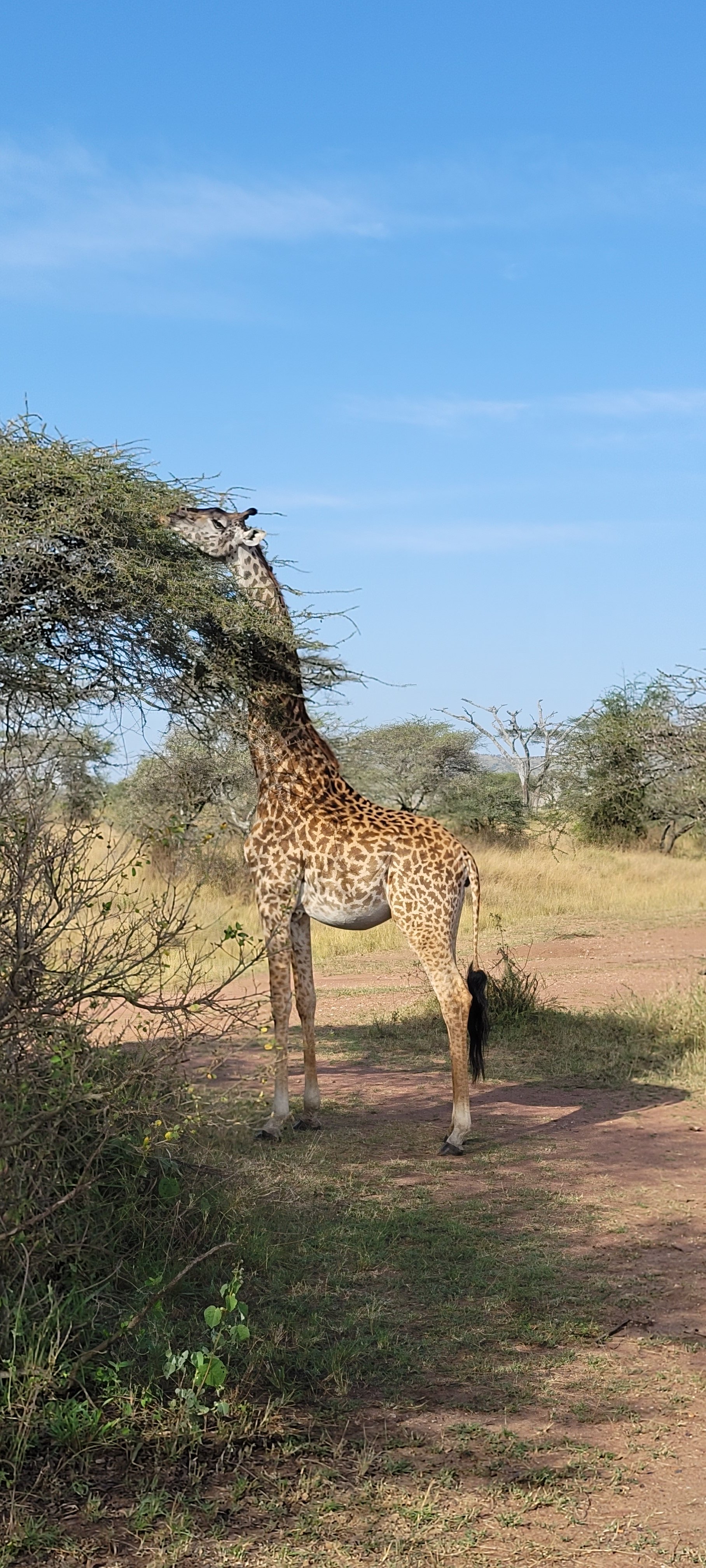 Unforgettable Adventure of Wilderness - Mkomazi National Park - Photo of the day
