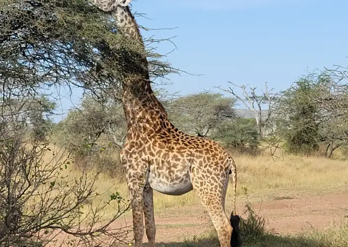 Unforgettable Adventure of Wilderness - Mkomazi National Park - Photo of the day