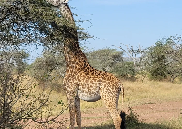 Aventure inoubliable dans la nature sauvage - Parc national de Mkomazi - Photo du jour