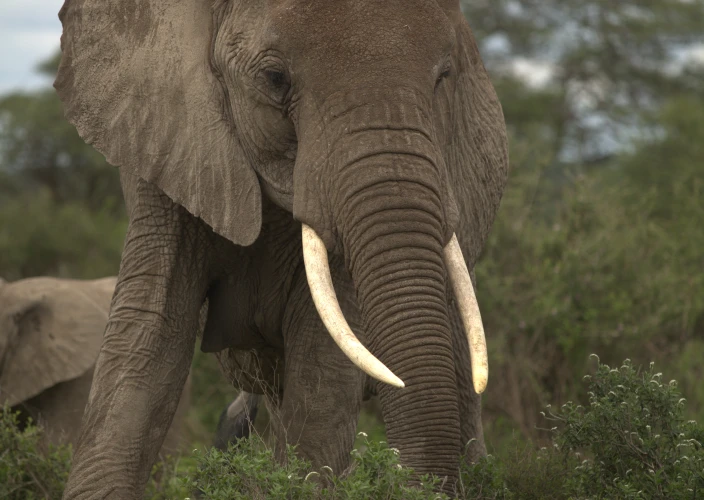 Safari de 4 jours de traversée de la rivière Mara par les gnous - Safari matinal – Vol vers Arusha ou l'aéroport international du Kilimandjaro - Photo du jour