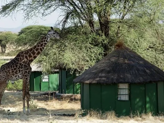 Explorez les paysages variés et la faune des trésors cachés de la Tanzanie