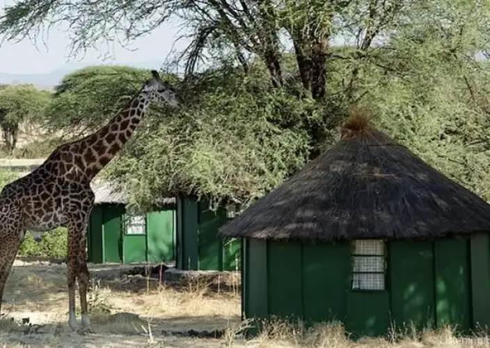 Explore the diverse landscapes and wildlife of Tanzania's hidden gems - Drive to Ruaha National - Photo of the day