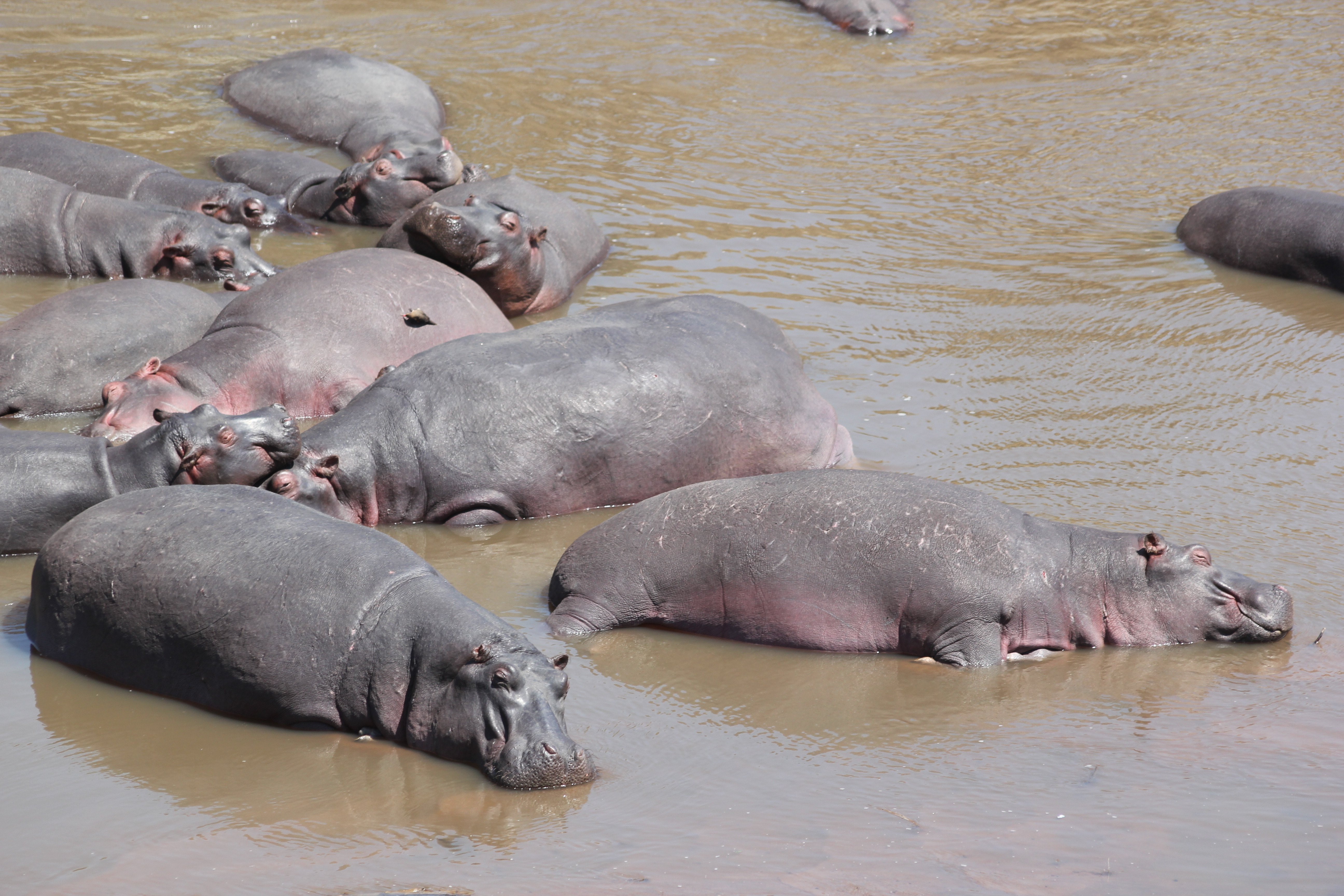 5-Day Mid-Range Kenya Safari - Naivasha - Maasai Mara Game Reserve - Photo of the day