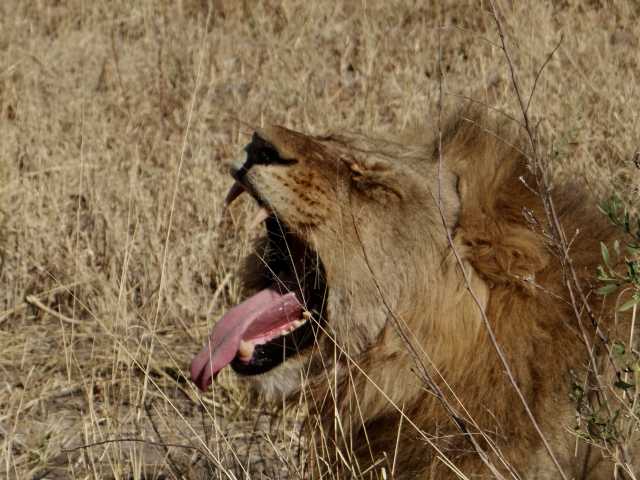 Victoria Falls & Botswana