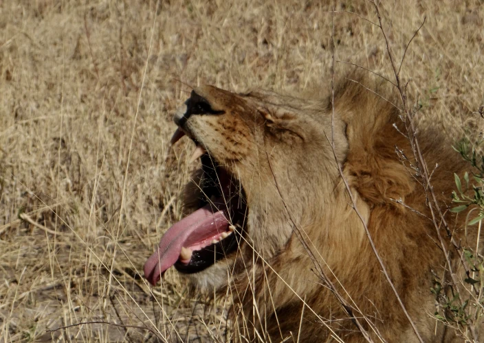 Cataratas Vitória & Botswana - A caminho de Savuti - Foto do dia