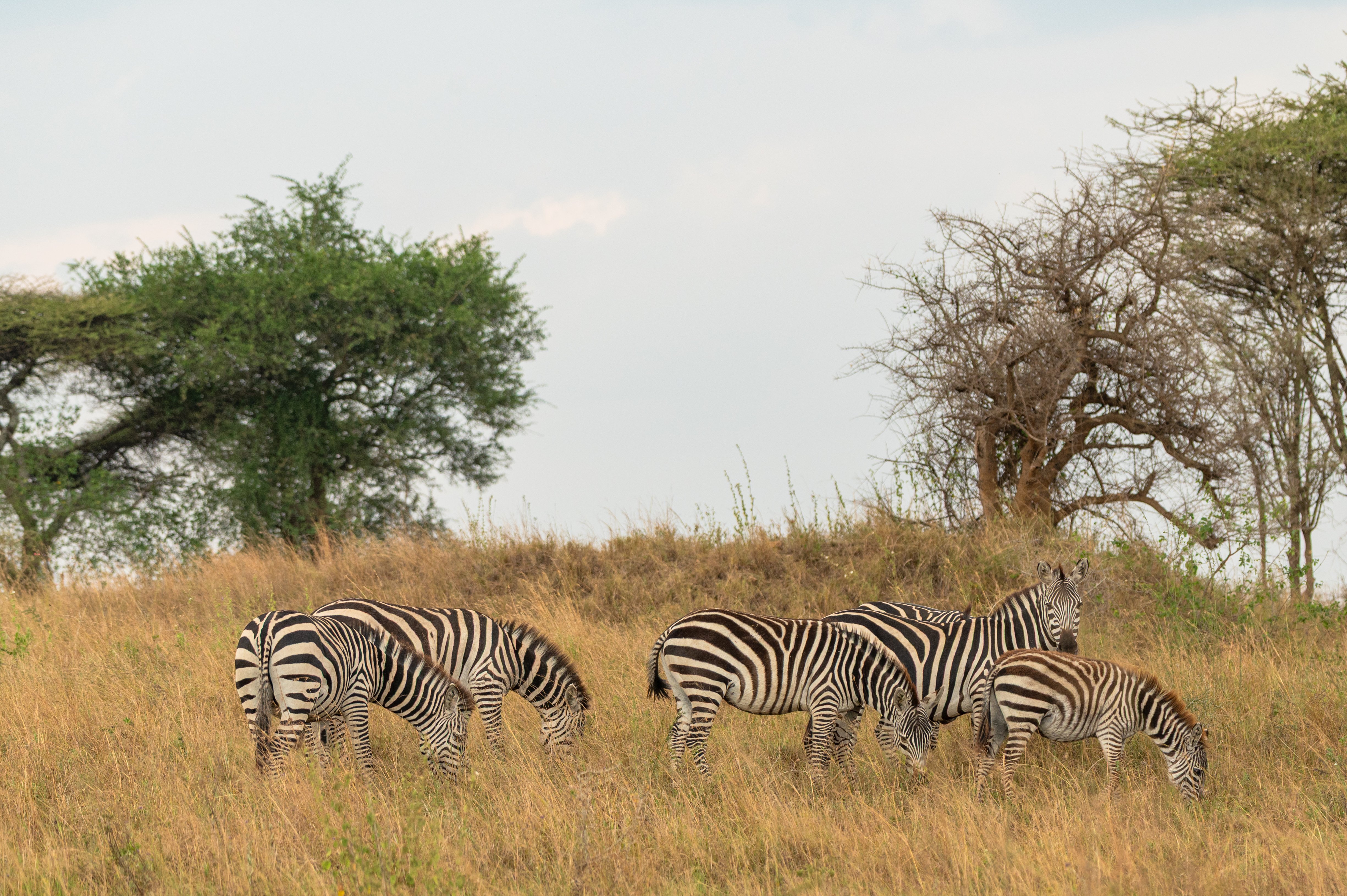The Classic Northern Circuit Safari Experience - Tarangire to Serengeti - Photo of the day