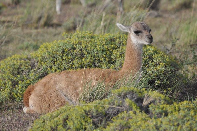 Balade nature en Patagonie chilienne et argentine. - Parc national Torres del Paine - Parc National Torres Del Paine