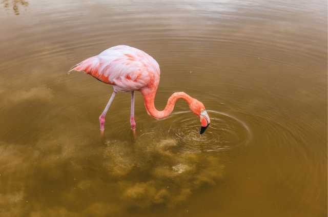Galápagos von Insel zu Insel