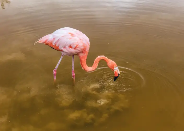 Galápagos von Insel zu Insel - Insel Floreana - Playa Negra, Kajak in Lobería - Tagesfoto