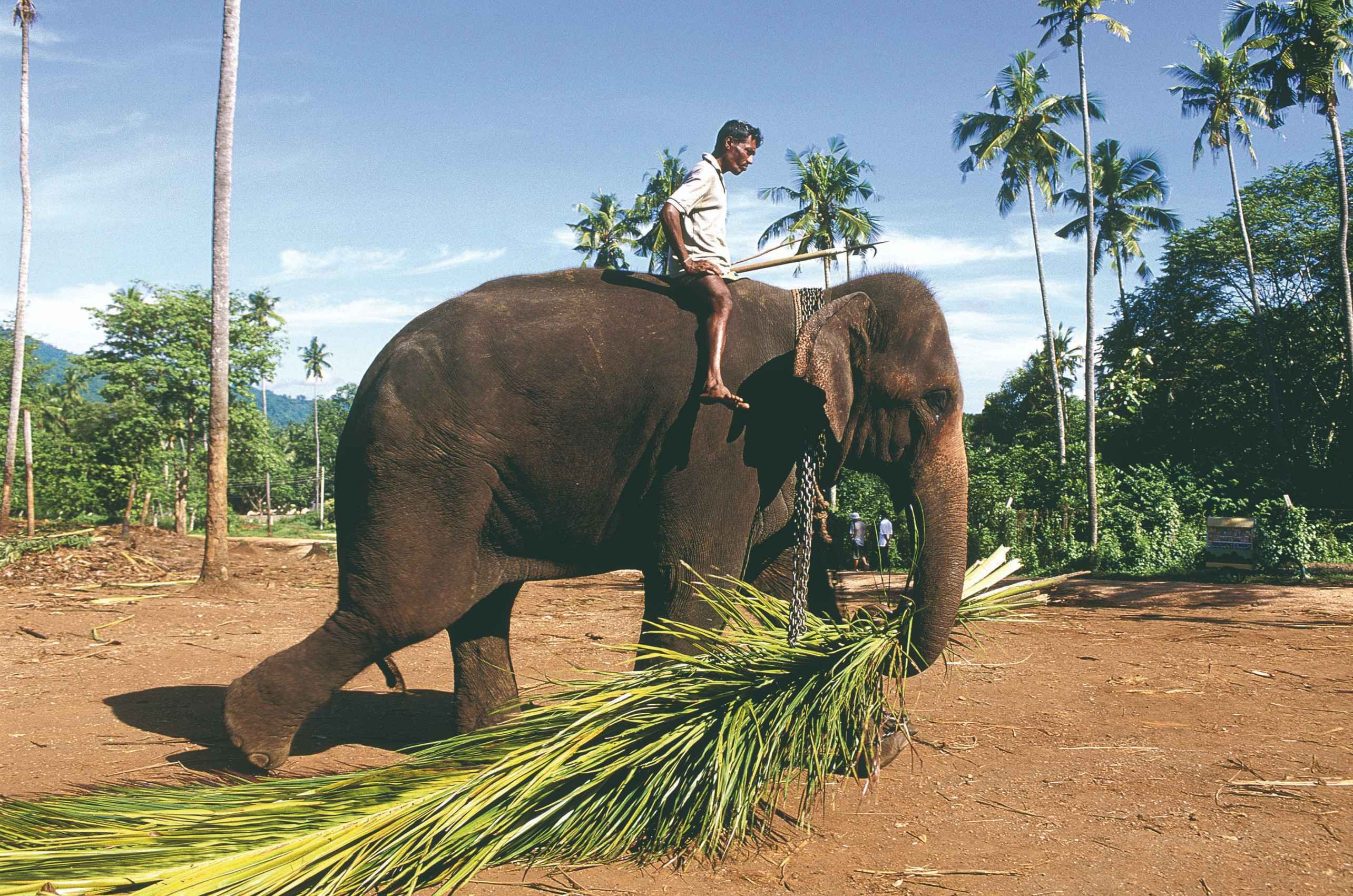 Le Sri Lanka, entre découvertes et détente - Kegalle, rencontre avec des éléphants. - Kegalle, rencontre avec des éléphants
