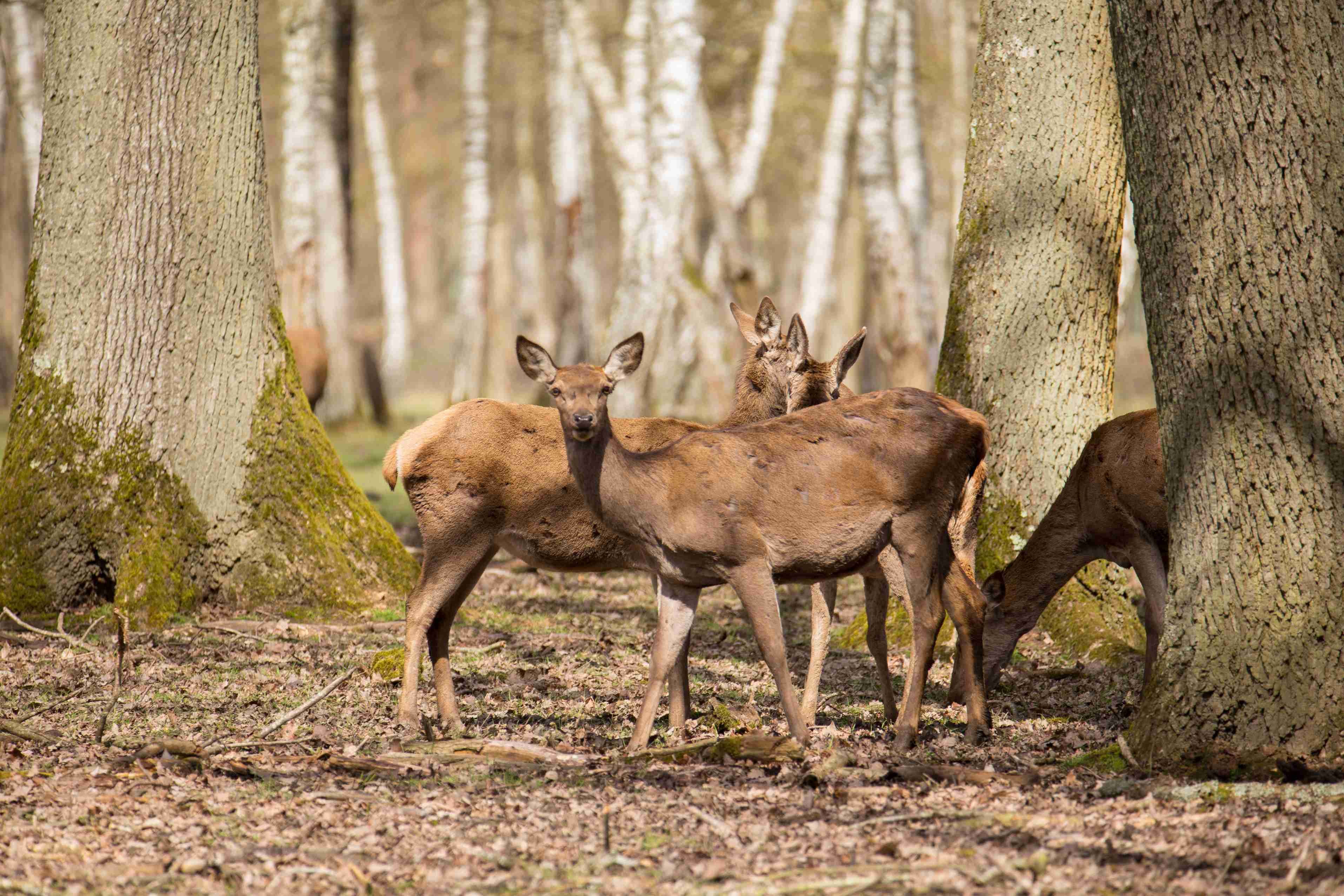 Entdecken Sie die Kunst der Tierfotografie im Jura. - Die Annäherung an die Tiere - L'approche des animaux