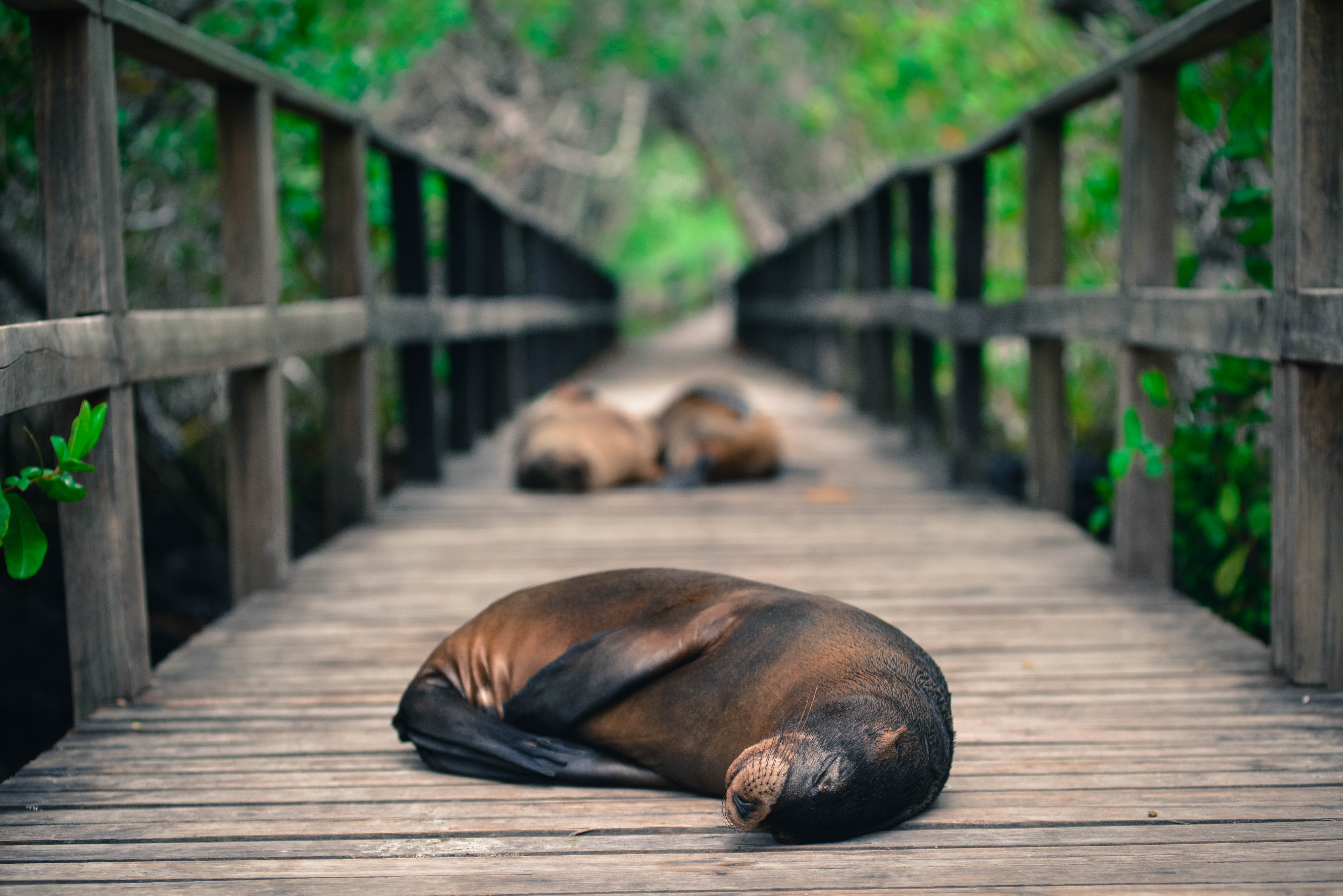 Galápagos von Insel zu Insel - Insel Isabela - Fahrradtour - Tagesfoto