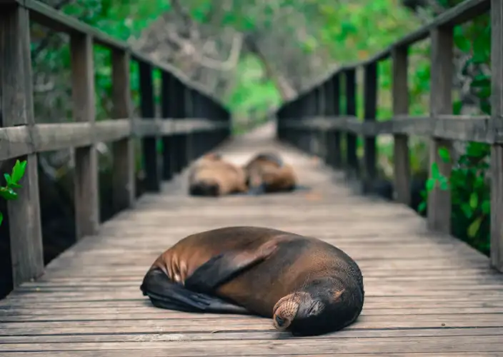 Galápagos von Insel zu Insel - Insel Isabela - Fahrradtour - Tagesfoto