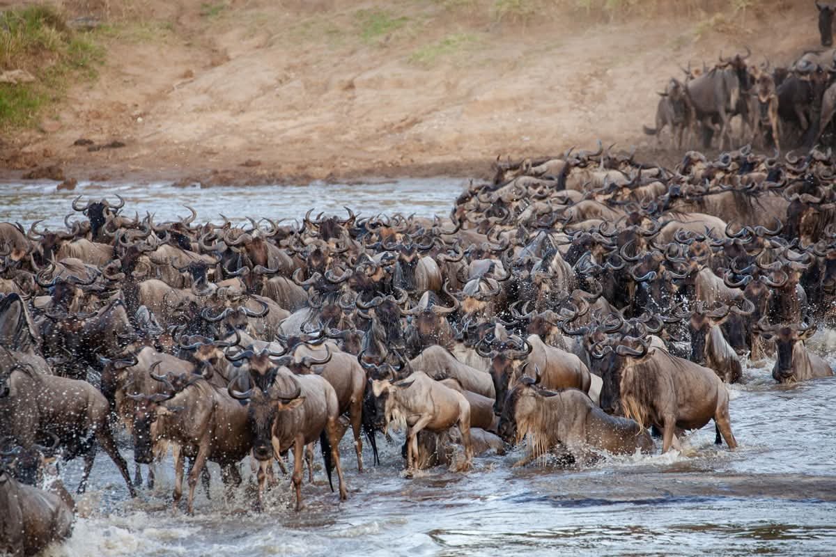 Esperienza Safari della Grande Migrazione di 7 Giorni - Giornata intera intorno al fiume Mara - Foto del giorno