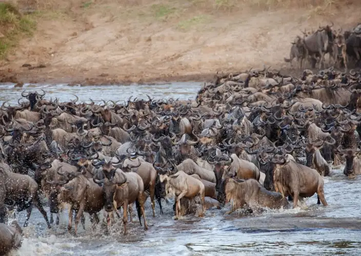 Esperienza Safari della Grande Migrazione di 7 Giorni - Giornata intera intorno al fiume Mara - Foto del giorno