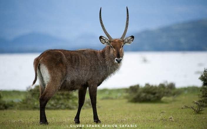 7 Giorni: Città di Nairobi, Lago Naivasha, Monte Longonot, Lago Elementaita, Parco Nazionale di Amboseli - Parco Nazionale del Lago Naivasha – Parco Nazionale del Monte Longonot (Escursione al Cratere) - 68a7c6d3345dbf8b3ee0e9eacfe7fa6d