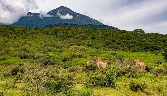 9-Day Northern Tanzania Wildlife Mid-Range Safari Experience with Cultural Tour - Drive to Arusha National Park for cultural activities. - 6f9d933ea8ff5ddfca51825da5ab2139