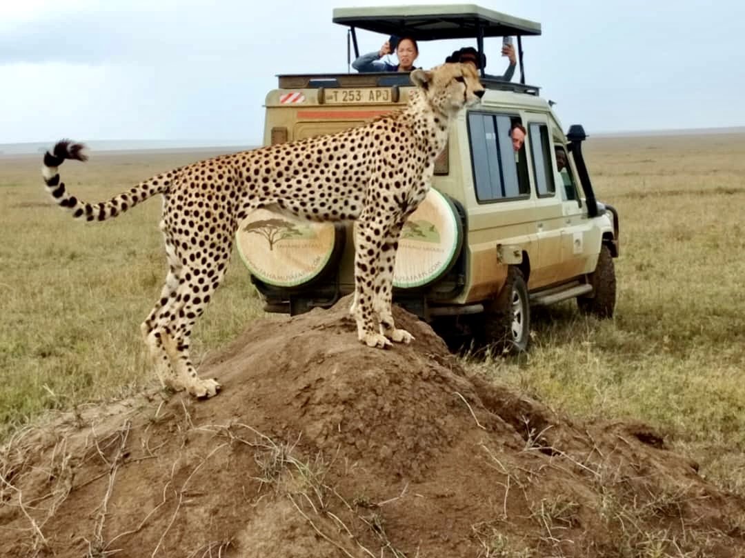 Tansania & Sansibar: 13-tägige Safari- und Strand-Erfahrung - Serengeti – Ganztägige Pirschfahrt - Tagesfoto