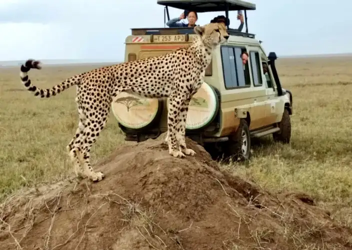 Tansania & Sansibar: 13-tägige Safari- und Strand-Erfahrung - Serengeti – Ganztägige Pirschfahrt - Tagesfoto