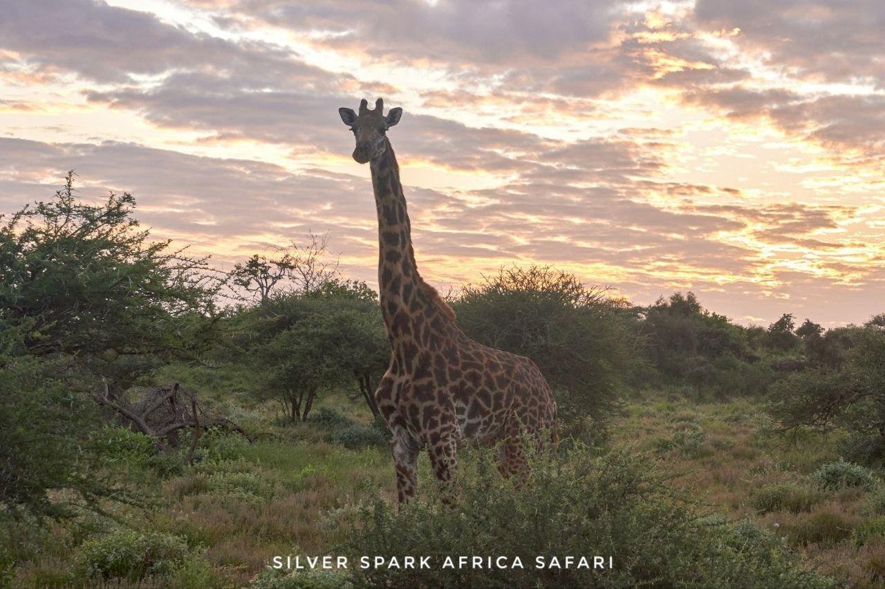 6 giorni Maasai Mara, Lago Naivasha, Parco Nazionale di Amboseli - Parco Nazionale di Amboseli - 54996218787fc0620d4c424d6c0db100