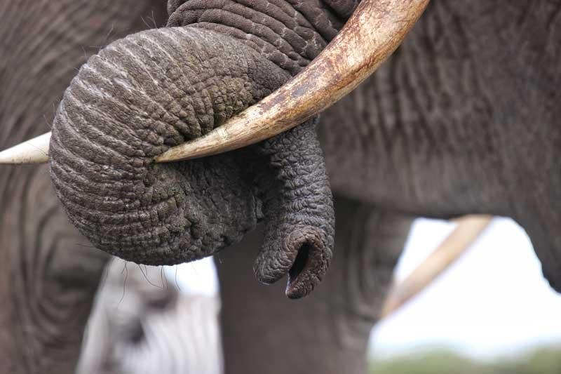 4-Day Northern Tanzania Wildlife Budget Safari with Cultural Experiences - Full-day game drive in the Serengeti. - 1c8053bf1bfda82b2175c36081ed5411