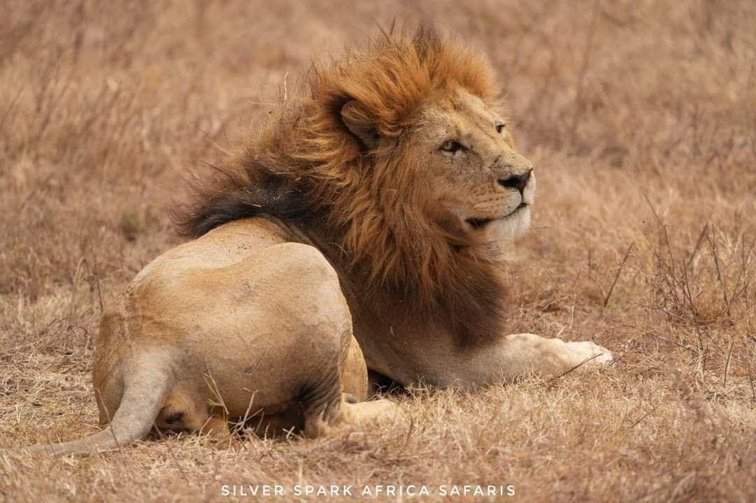 11-Day Serengeti, Maasai Mara, Tarangire, Amboseli Park - Tarangire National Park - Serengeti National Park - 1c00f70b88b0d3cf26984e173502b1ce