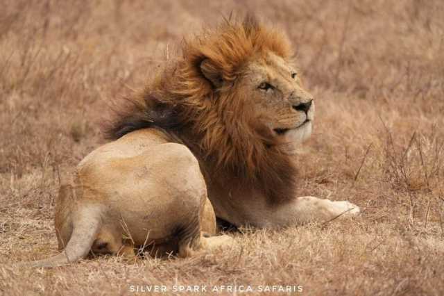 11-tägige Serengeti-, Maasai Mara-, Tarangire-, Amboseli-Park